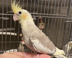 PFシナモンパイド