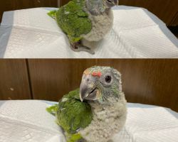 ムラサキボウシインコ♀