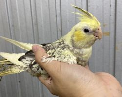 PFパールパイド