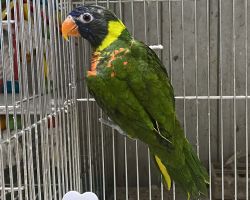 ゴシキセイガイインコ