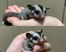 フクロモモンガ 8/21