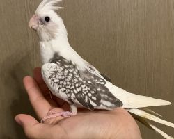 WFパールパイド