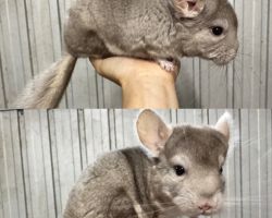 チンチラ♂