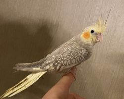 シナモンパール