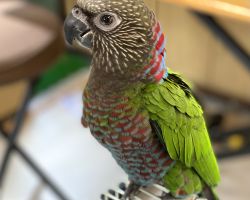 ヒオウギインコ♂