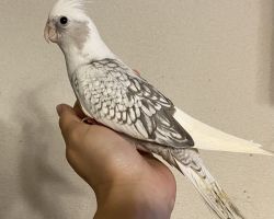 WFパールパイド