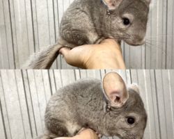 チンチラ♀
