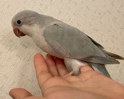 オキナインコ♂