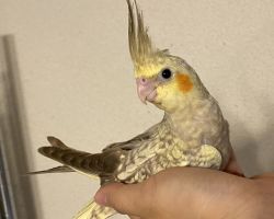 シナモンパール