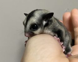 フクロモモンガ♀