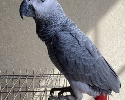 ヨウム♂