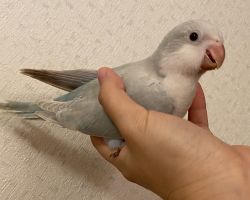 オキナインコ♂