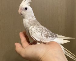 WFシナモンパールパイド