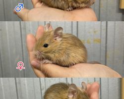 デグー色変わり