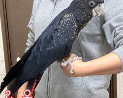 アカオクロオウム②♀