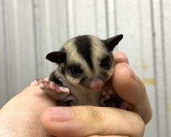 フクロモモンガ♀