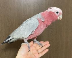 モモイロインコ♀