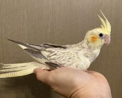 シナモンパールパイド