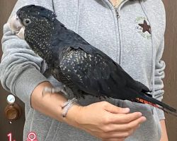 アカオクロオウム①♀