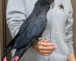 アカオクロオウム④♂