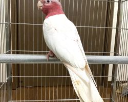 モモイロインコ♂ルチノー