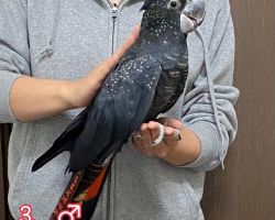 アカオクロオウム③♂