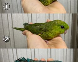 サザナミインコ雛