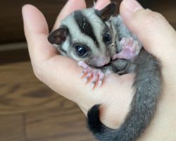 フクロモモンガ♂