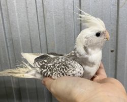 WFパールパイド