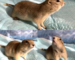 リチャードソンジリス