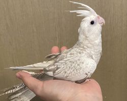 WFシナモンパール