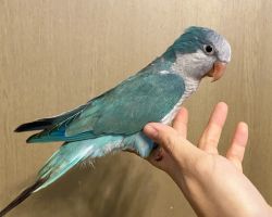 オキナインコ♂一人餌