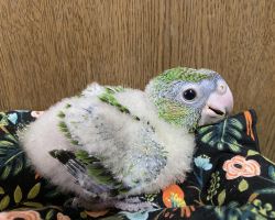 ズアカハネナガインコ雛♂