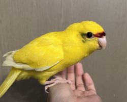 キガシラアオハシインコ♂