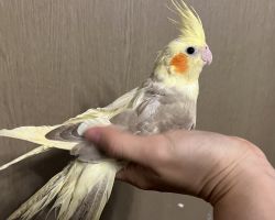 シナモンパイド