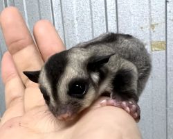 フクロモモンガ♀