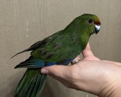 キガシラアオハシインコ♀