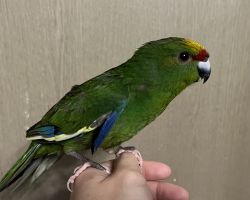 キガシラアオハシインコ♂