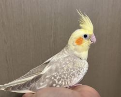 シナモンパールパイド