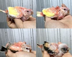 アキクサインコ雛