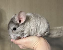 チンチラ♀