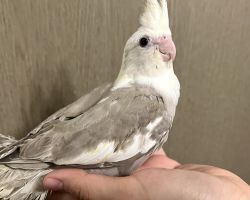 WFシナモンパイド