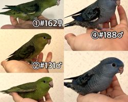 サザナミインコ