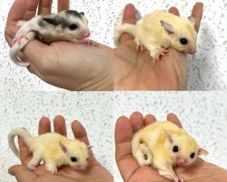 フクロモモンガ