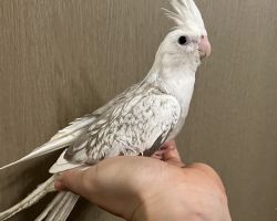 WFシナモンパールパイド