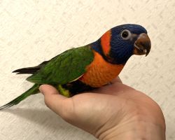 アカエリゴシキセイガイ♂