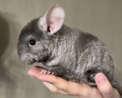 チンチラ♂