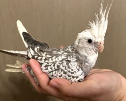 WFパールパイド