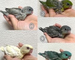 サザナミインコ雛