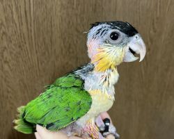 ズグロシロハラインコ♀
